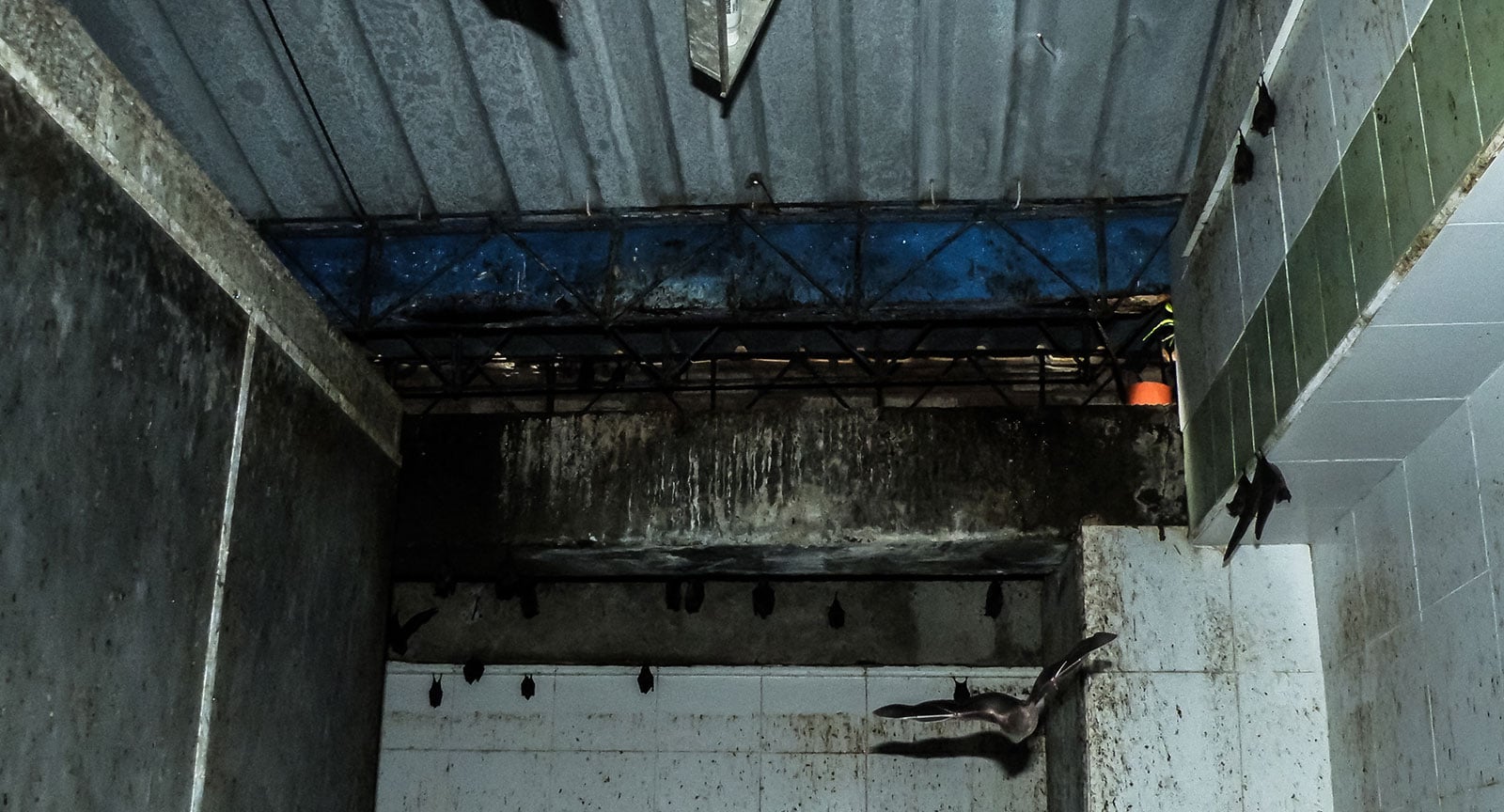 Residential Bat Removal