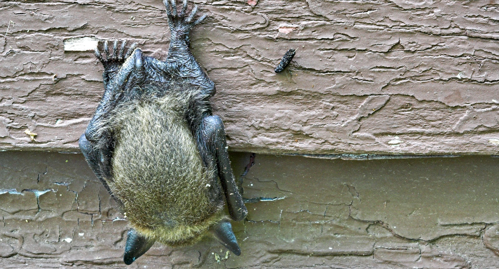 Commercial Bat Removal