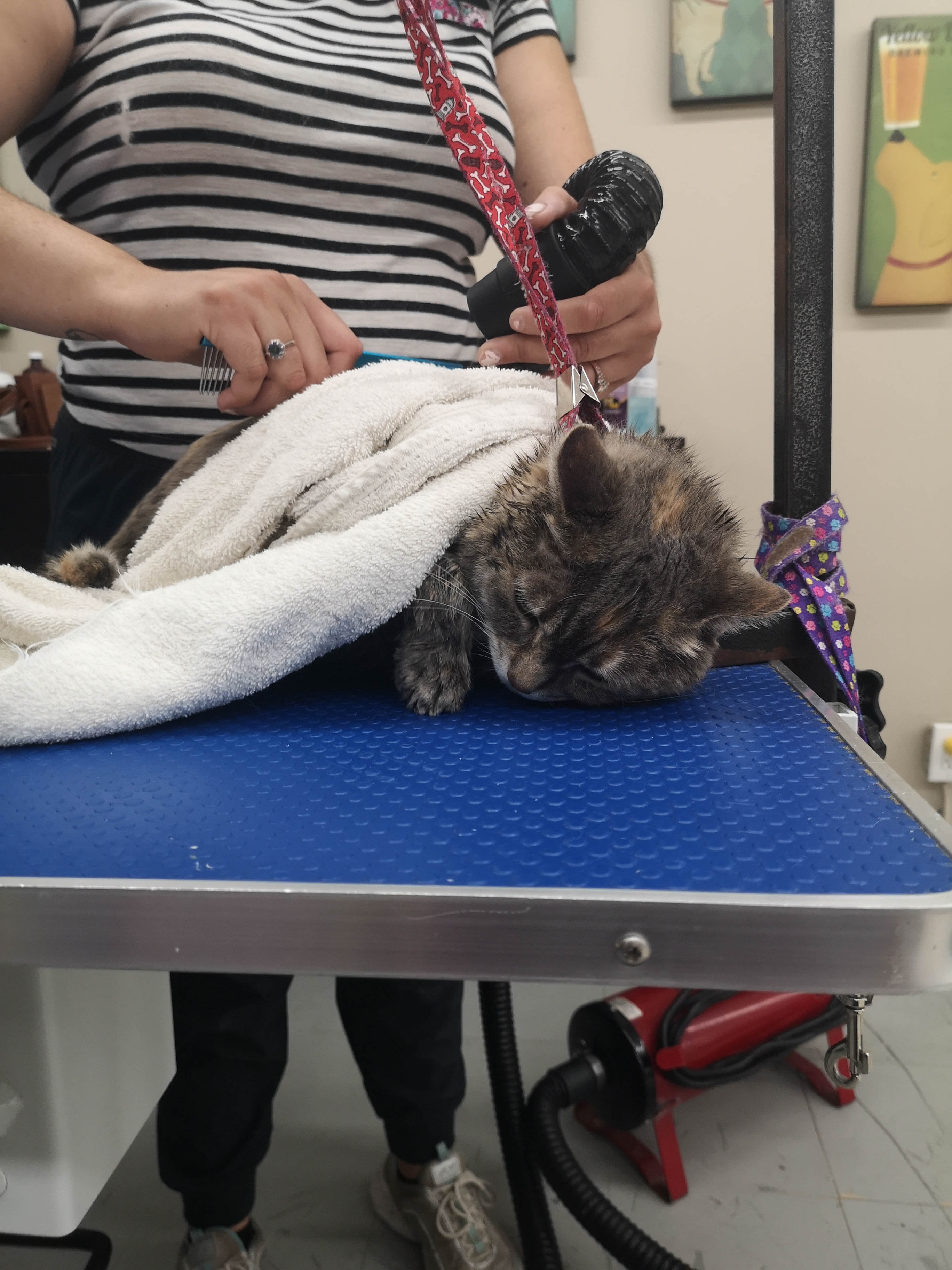 Peticure Paws Offers Medical Dog Baths in Mississauga, ON L5J 3S8