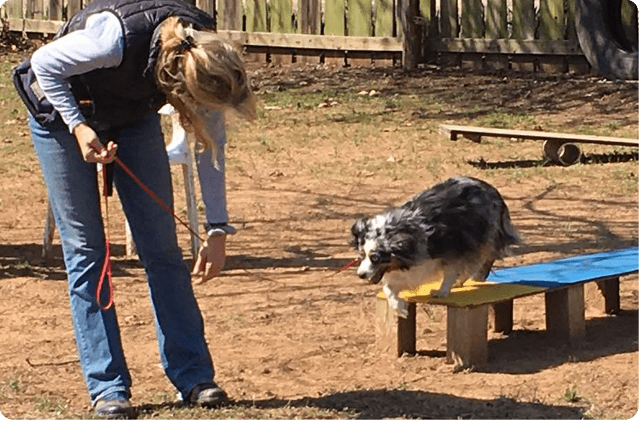 Dog Training