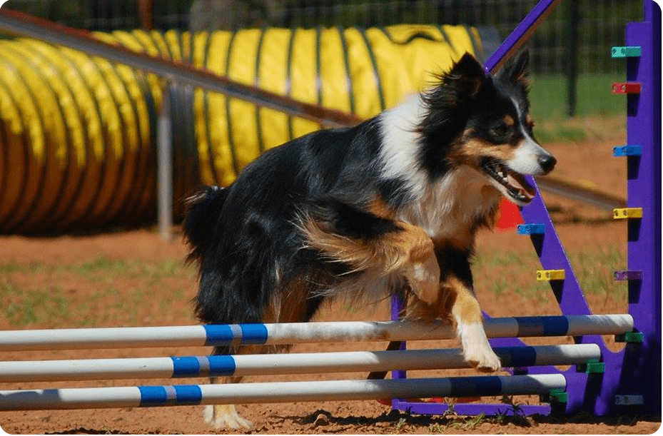 Dog Agility Training