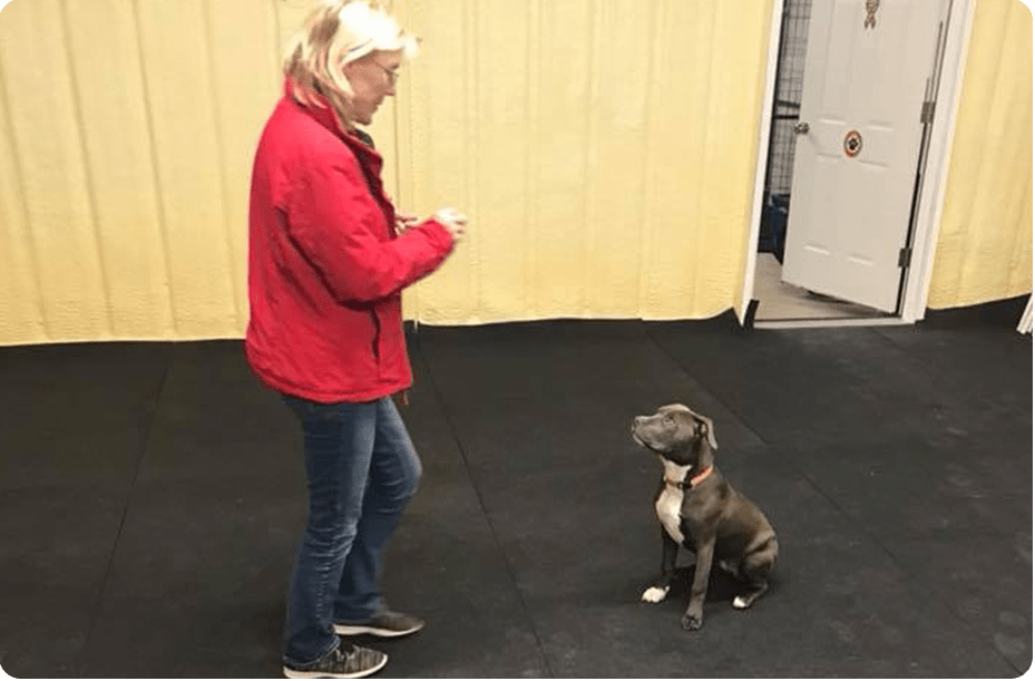 Private Dog Training