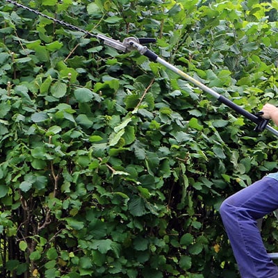 Shrub Trimming