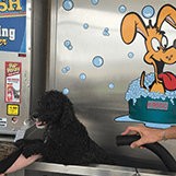 Dog Wash