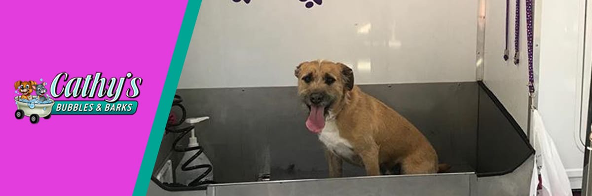 Dog Washing