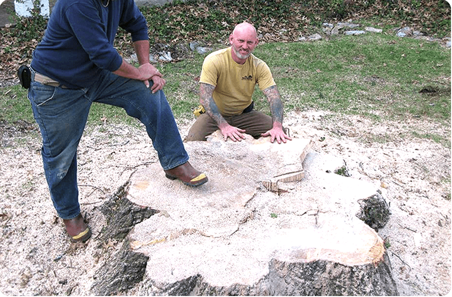 Stump Grinding and Removal