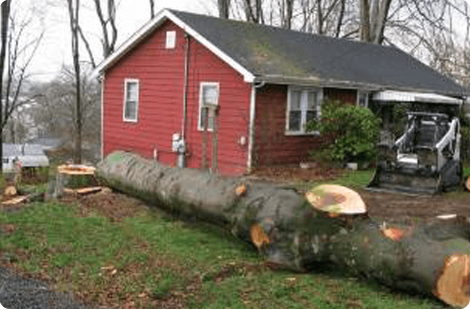 Log and Brush Clearing