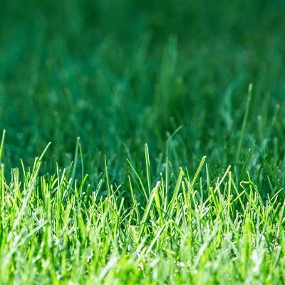 Grass Installation