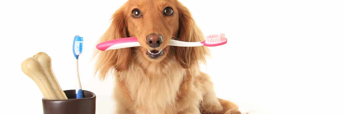 Teeth Cleaning