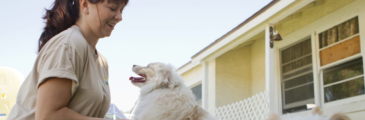Pet Daycare