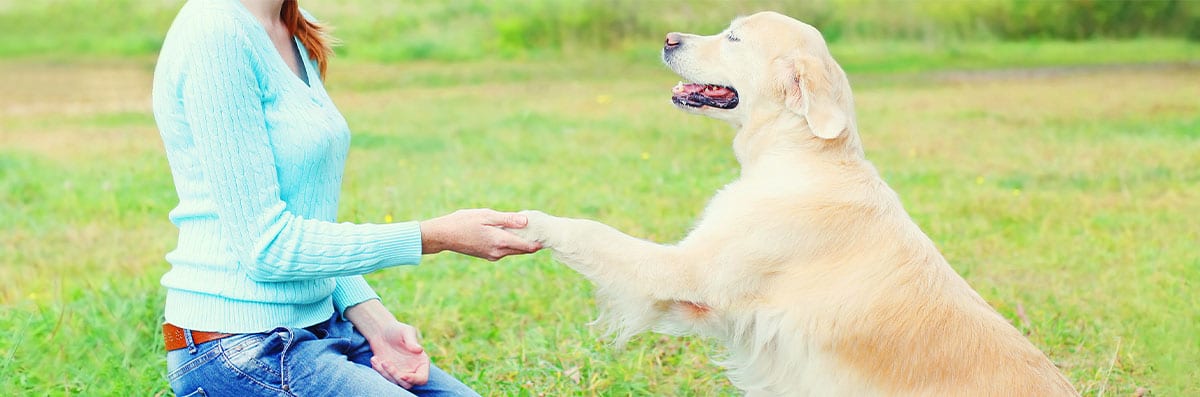 Dog Training