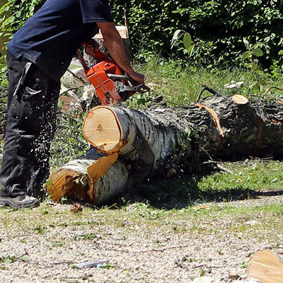 Red Woodpecker Tree Service Offers Tree Services in Aurora, IL 60505