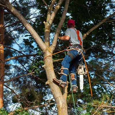 Tree Service