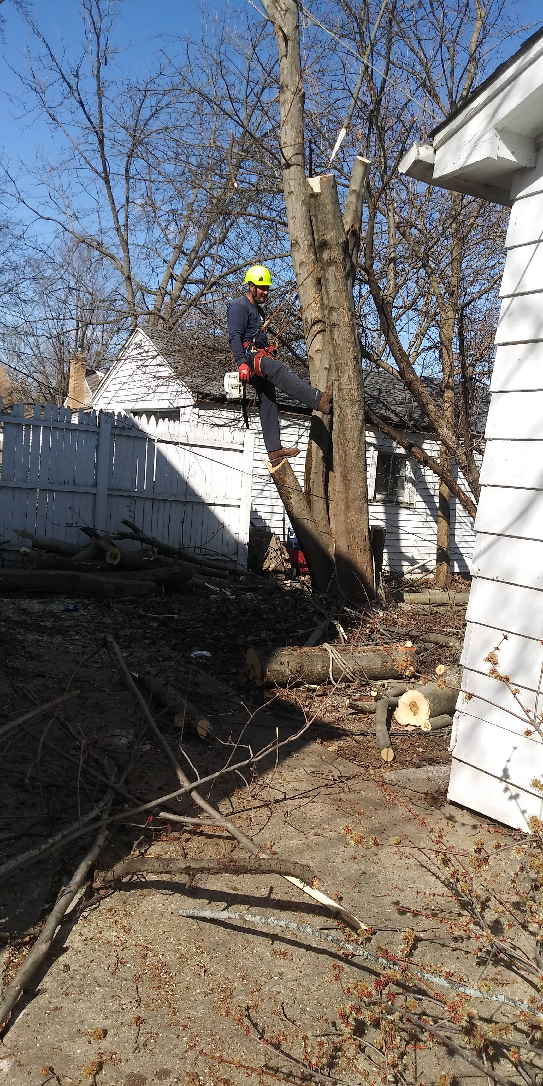 Red Woodpecker Tree Service Offers Stump Grinding in Aurora, IL 60505