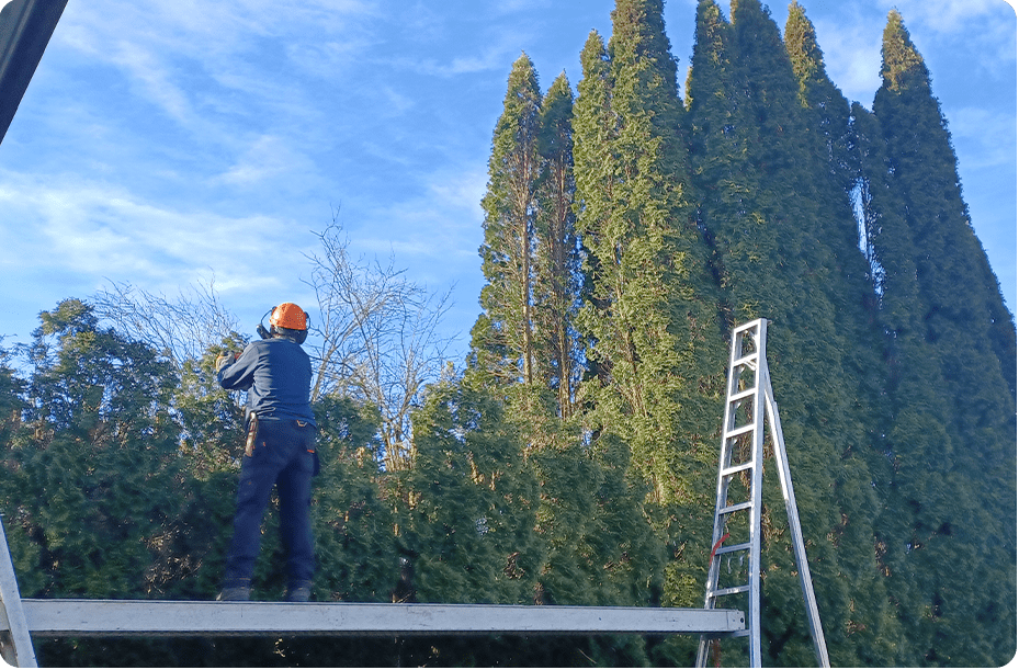 Hedge Trimming Service 
