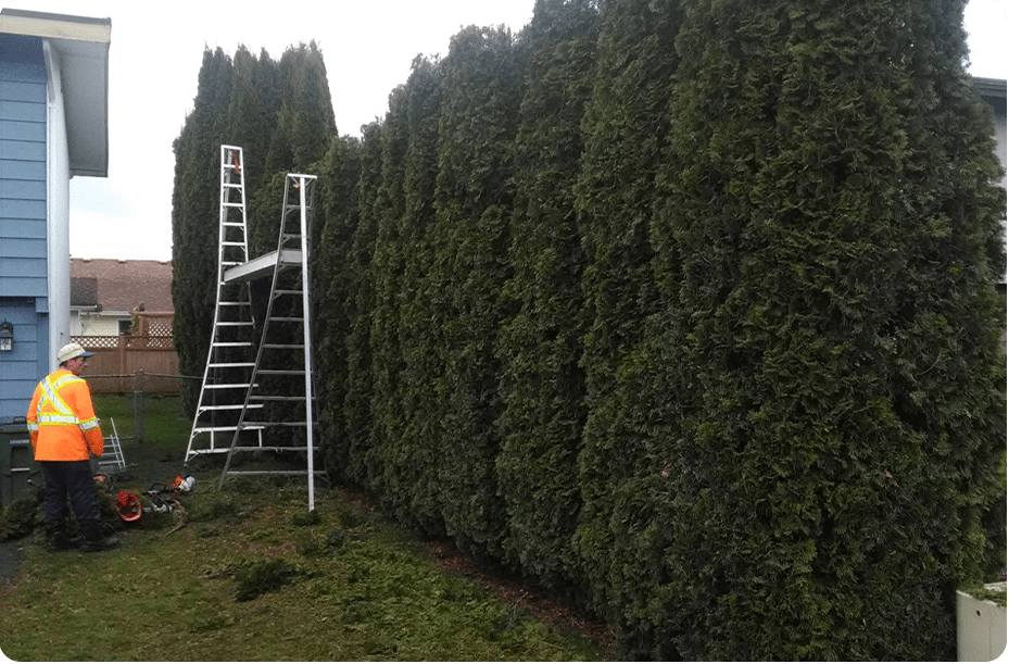 Hedge Services 
