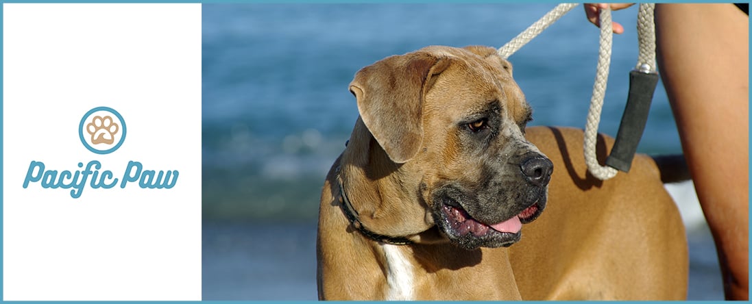 Dog Walking