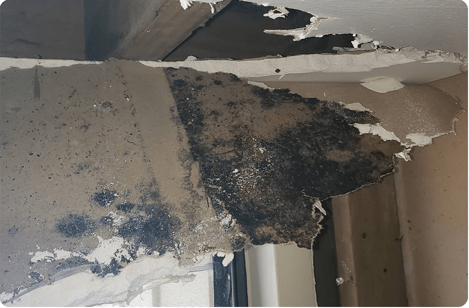 Mold Removal