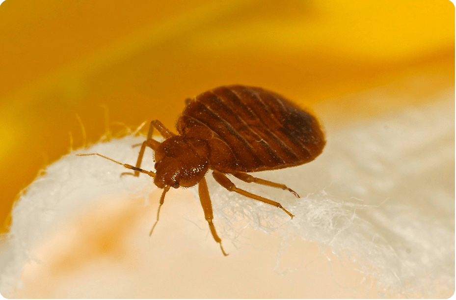 Bed Bug Removal