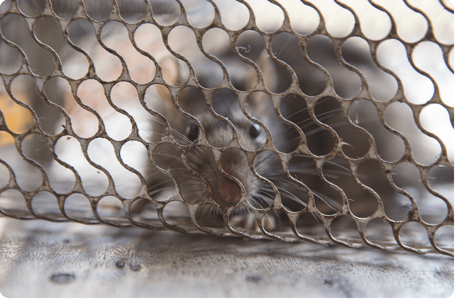 Rodent Control