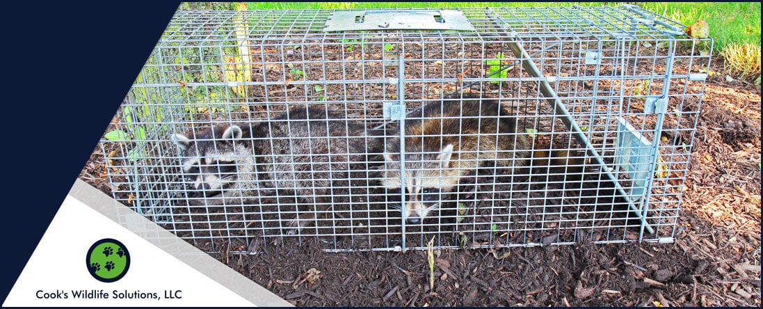 Wildlife Trapping and Removal