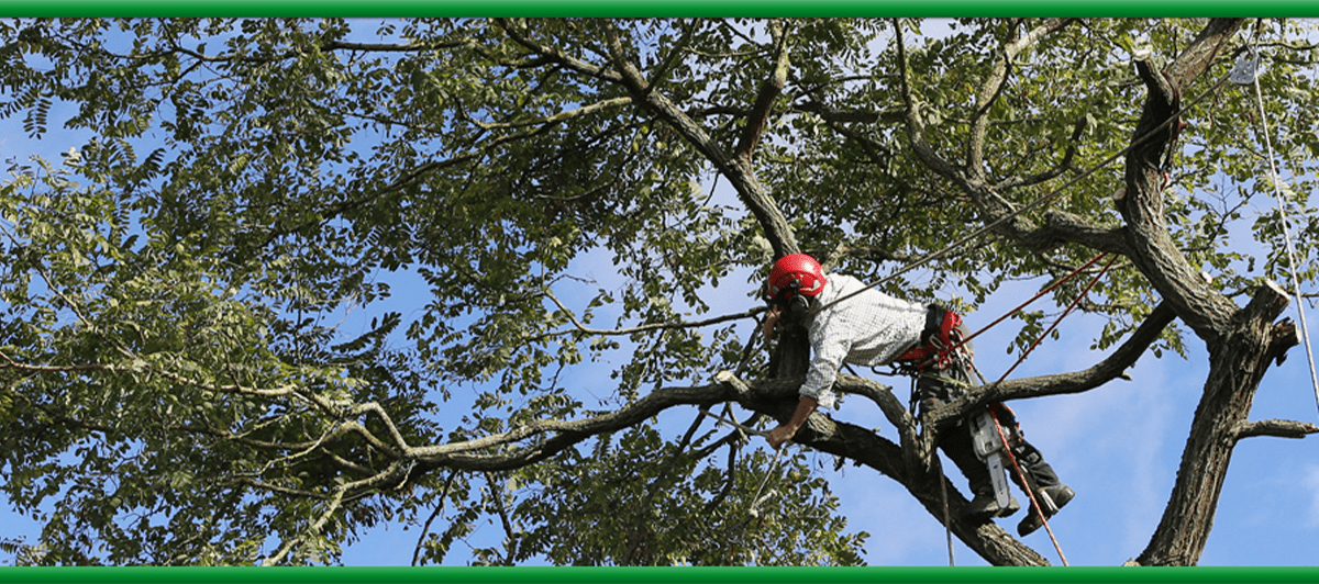 Reed's Tree Service Offers Complete Tree Services in Keene, NH