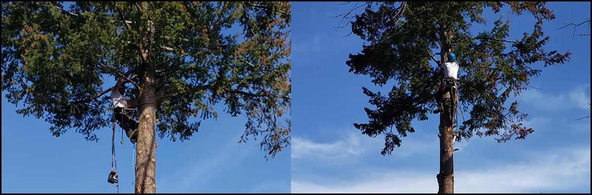 Tree Trimming