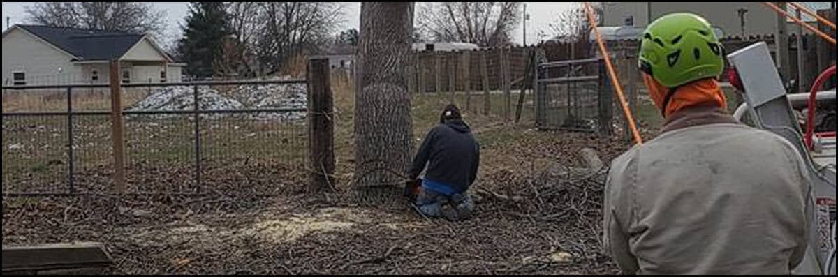 Tree Removal