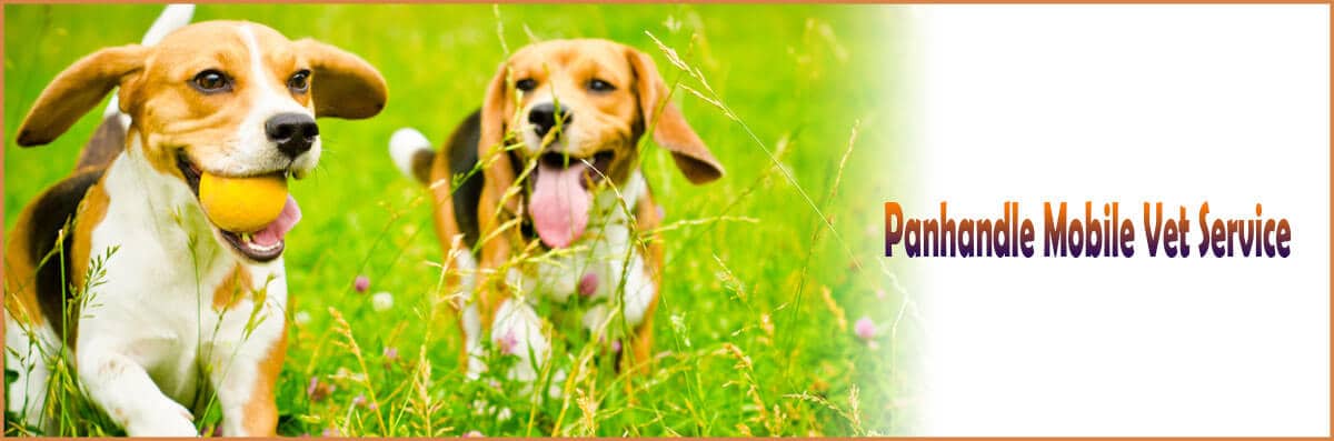 Pet Vaccinations