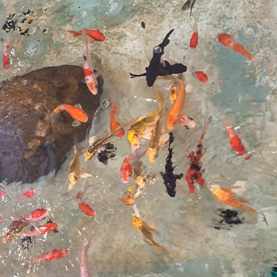 Freshwater Fish