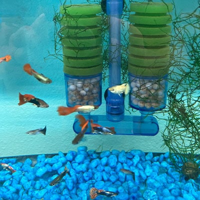 Saltwater Fish