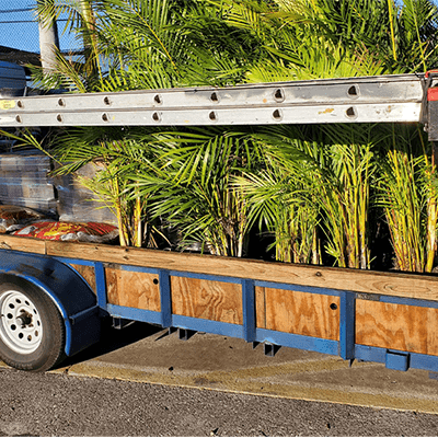 Palm Tree Installations