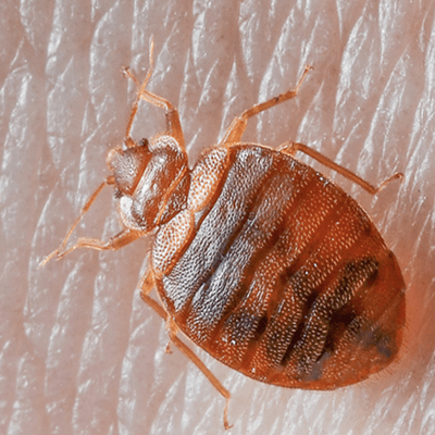 Bed Bugs