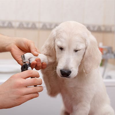 Fuzz Monsters Pet Grooming Offers Pet Grooming in Citrus Heights, CA 95621