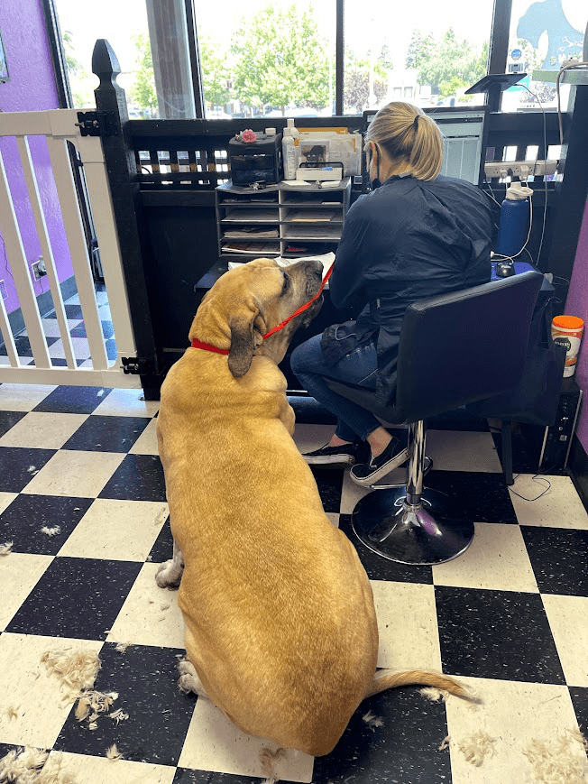 Fuzz Monsters Pet Grooming Offers Dog Brushout in Citrus Heights, CA 95621