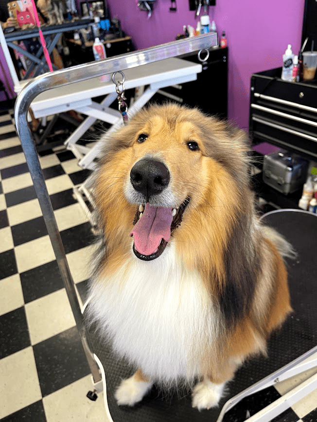 Fuzz Monsters Pet Grooming Offers Dog Brushout in Citrus Heights, CA 95621
