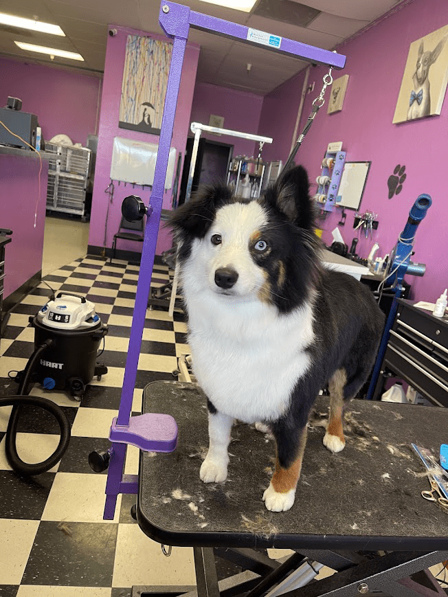 Fuzz Monsters Pet Grooming Offers Dog Brushout in Citrus Heights, CA 95621