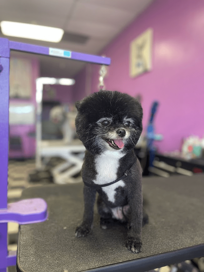 Fuzz Monsters Pet Grooming Offers Dog Brushout in Citrus Heights, CA 95621