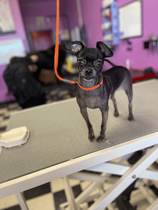 Fuzz Monsters Pet Grooming Offers Dog Brushout in Citrus Heights, CA 95621