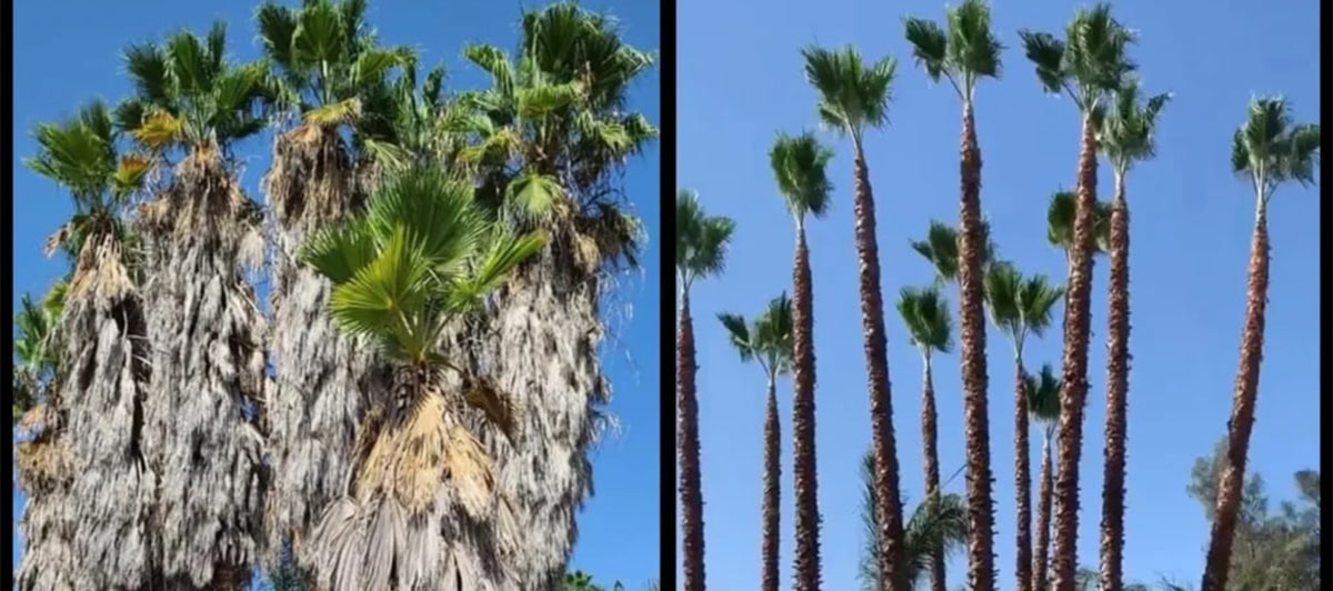 Tree Trimming