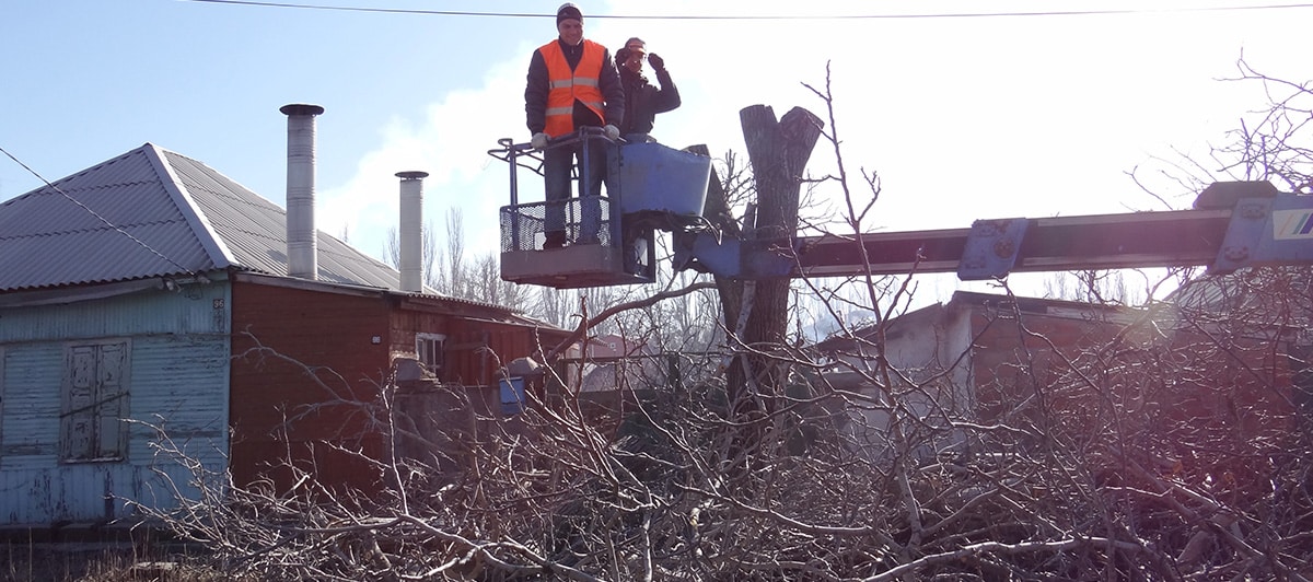 Emergency Tree Removal