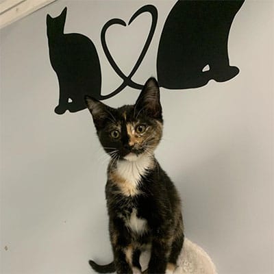 Kitten Adoption