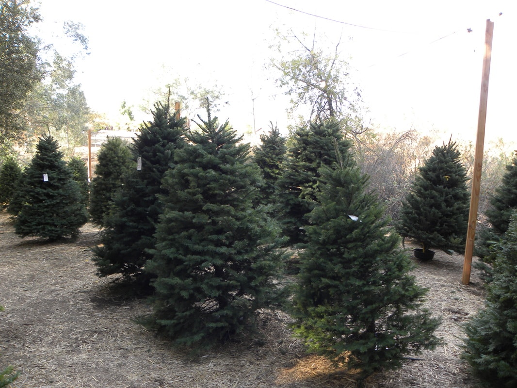 Wickerd Farm is a Christmas Tree Farm in Menifee, CA
