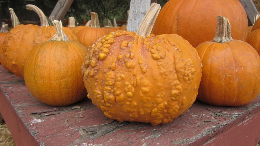Wickerd Farm is a Christmas Tree Farm in Menifee, CA