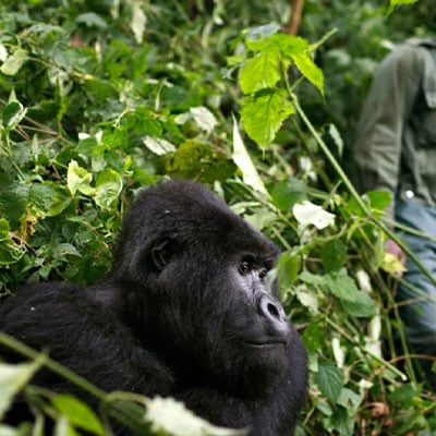 GORILLA TREKKING UGANDA
