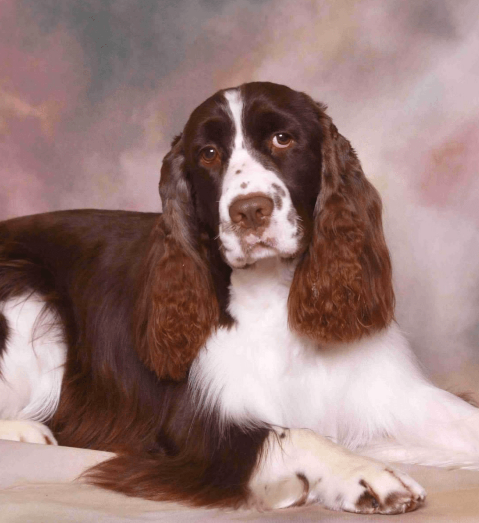 Blue Poodle Pet Salon & Boarding