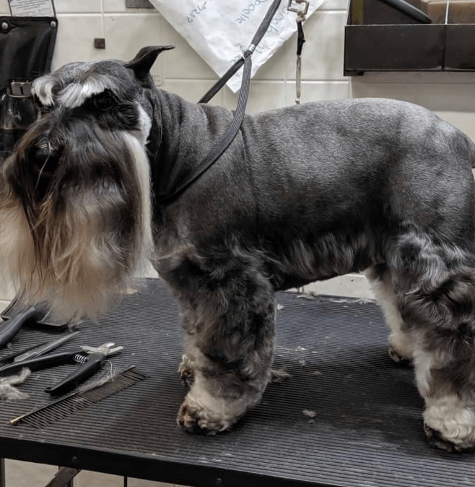 Blue Poodle Pet Salon & Boarding