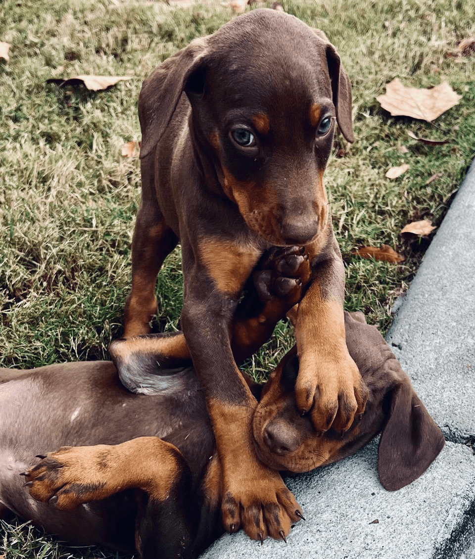 Blue Poodle Pet Salon & Boarding