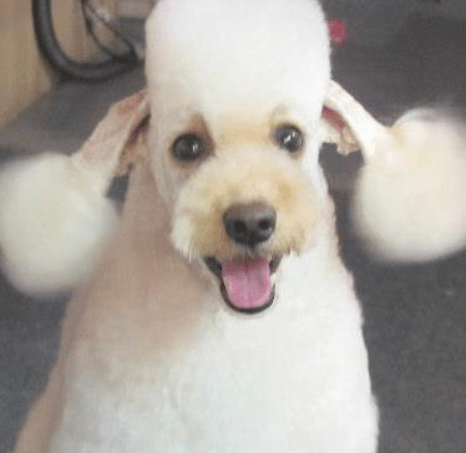 Blue Poodle Pet Salon & Boarding