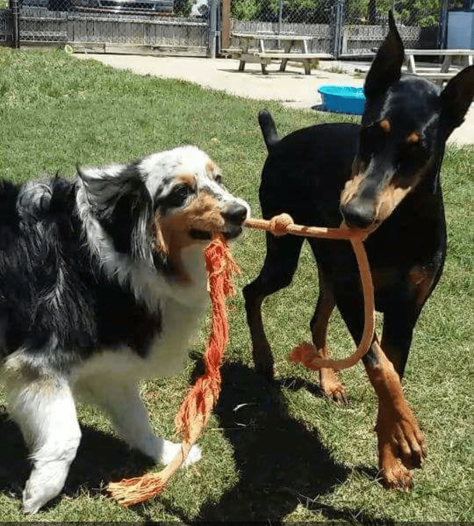 Blue Poodle Pet Salon & Boarding